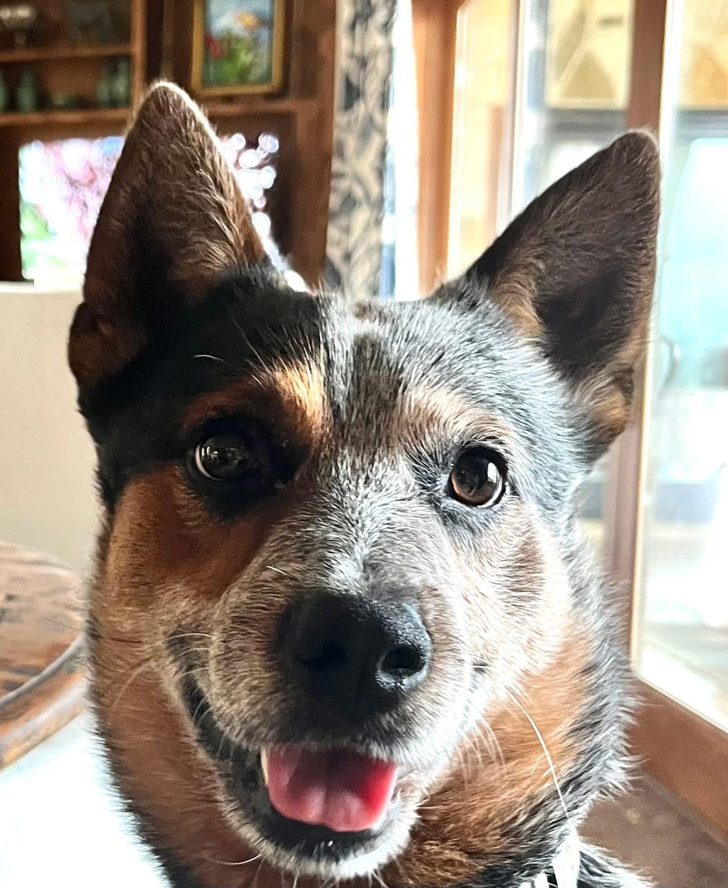 Enlarge Stuart, a Adoptable Australian Cattle Dog / Blue Heeler in Kerrville, TX image 2/6