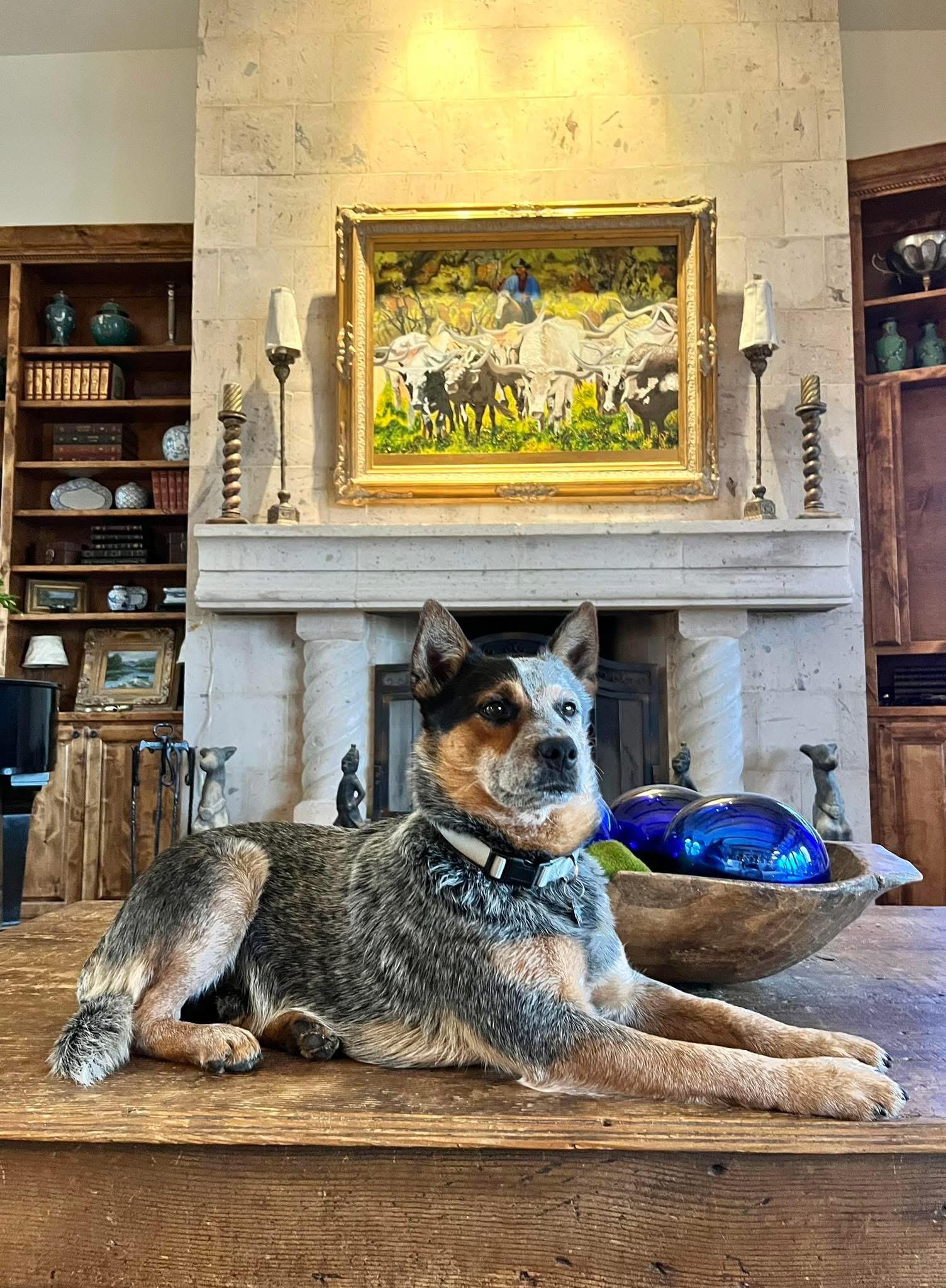 Enlarge Stuart, a Adoptable Australian Cattle Dog / Blue Heeler in Kerrville, TX image 4/6
