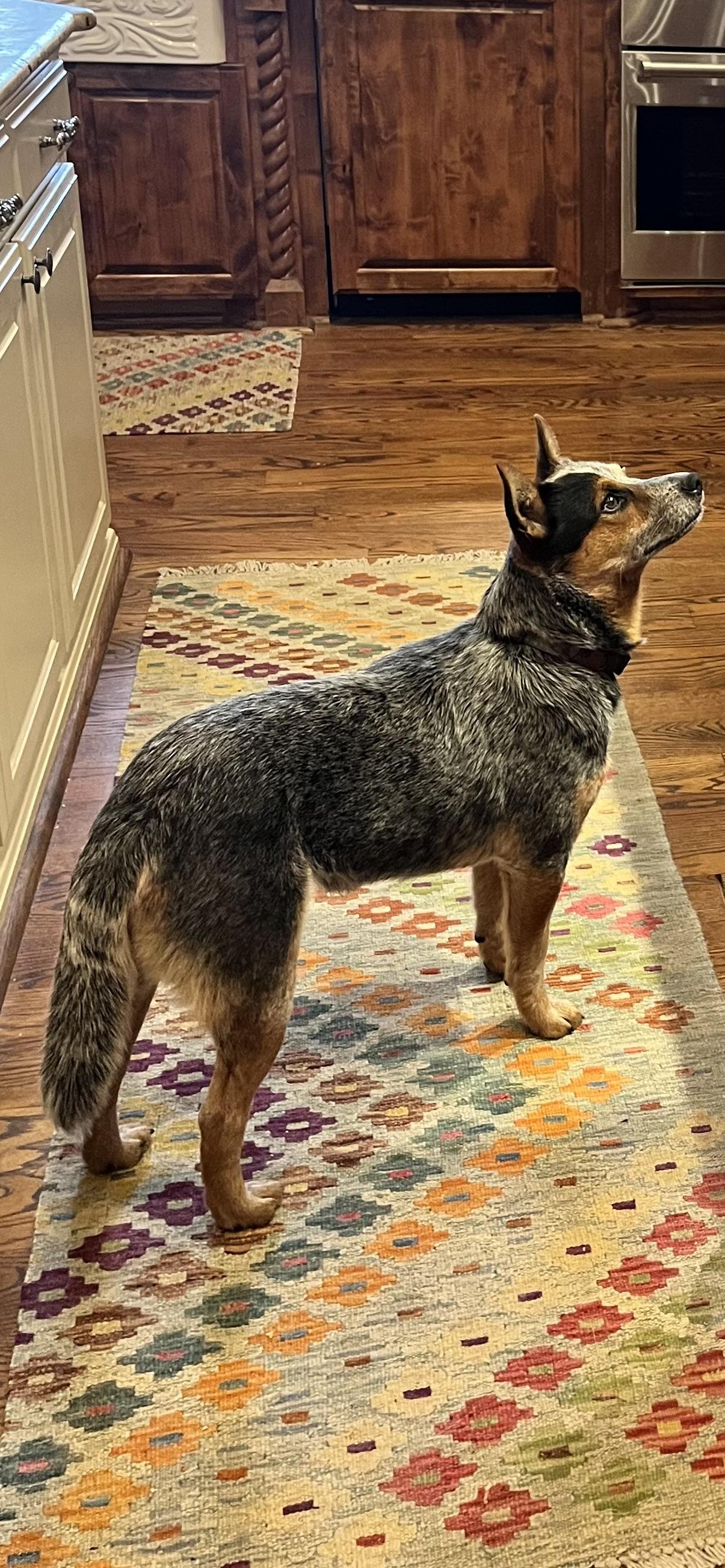 Enlarge Stuart, a Adoptable Australian Cattle Dog / Blue Heeler in Kerrville, TX image 3/6