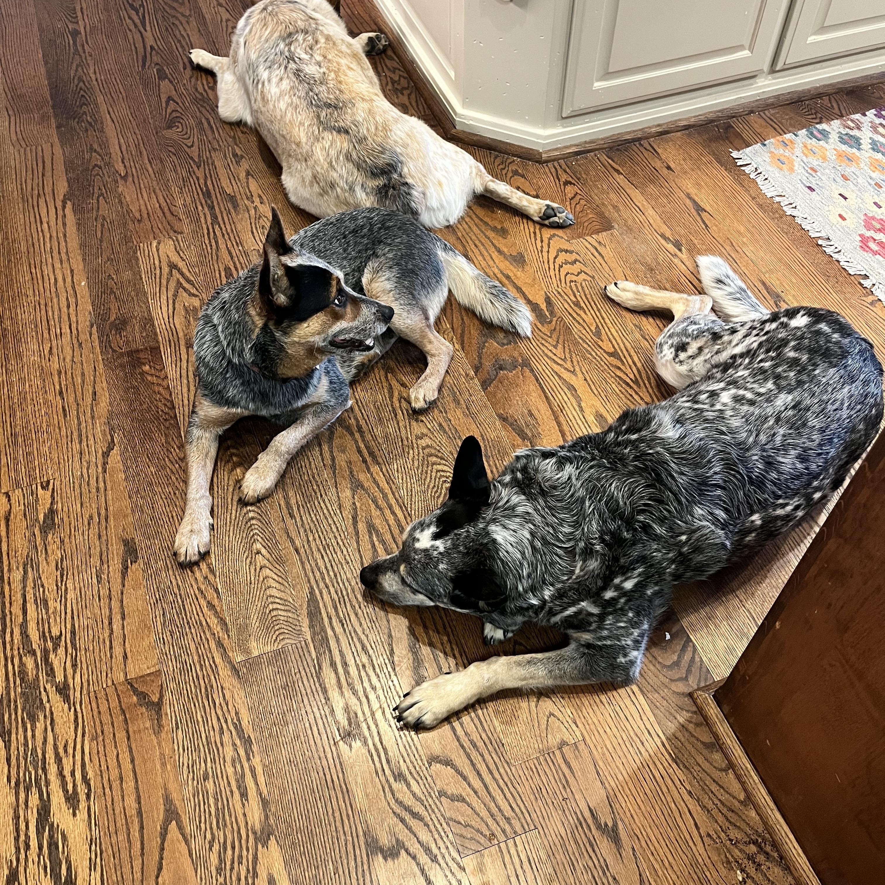 Enlarge Stuart, a Adoptable Australian Cattle Dog / Blue Heeler in Kerrville, TX image 6/6