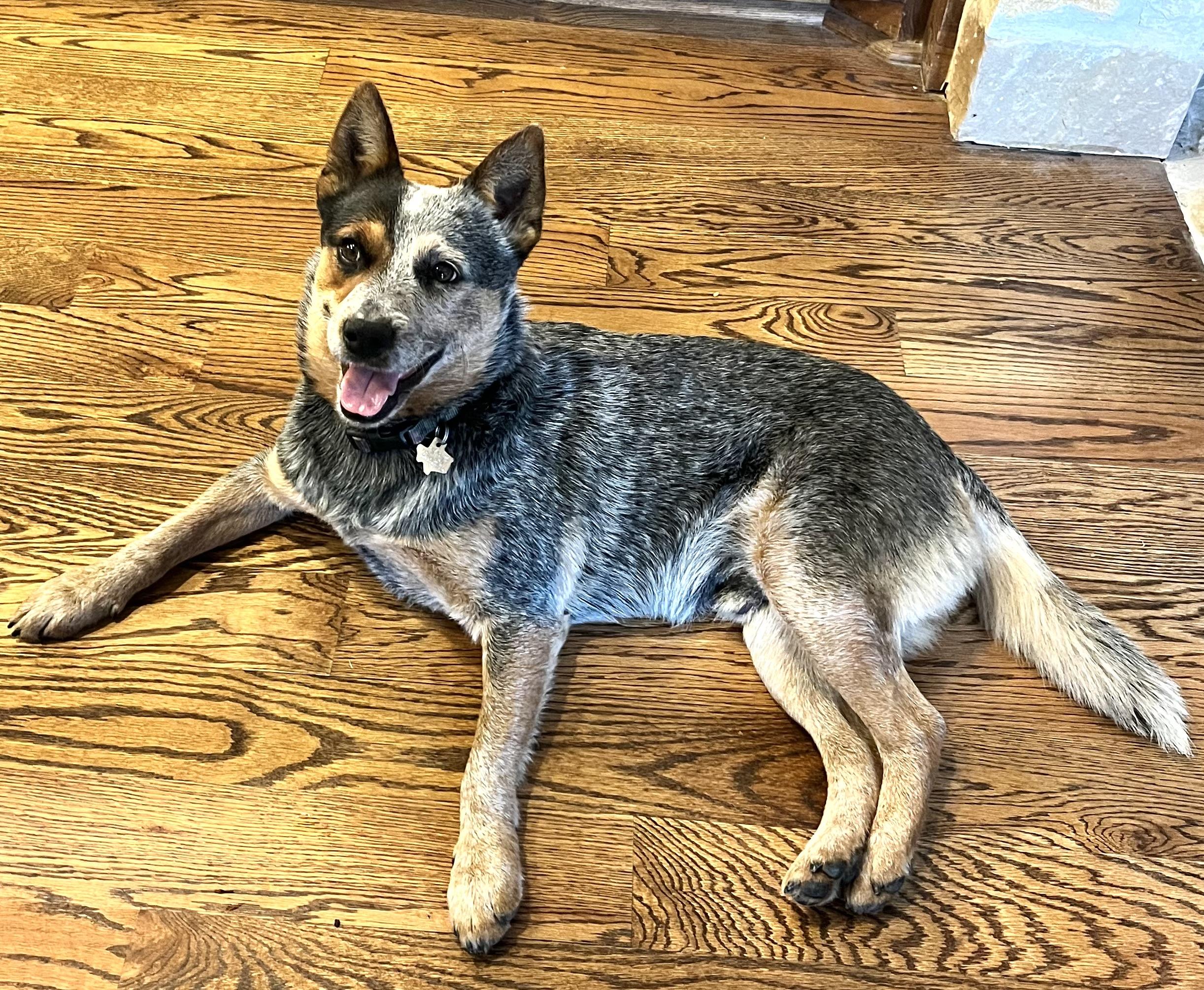 Enlarge Stuart, a Adoptable Australian Cattle Dog / Blue Heeler in Kerrville, TX image 5/6