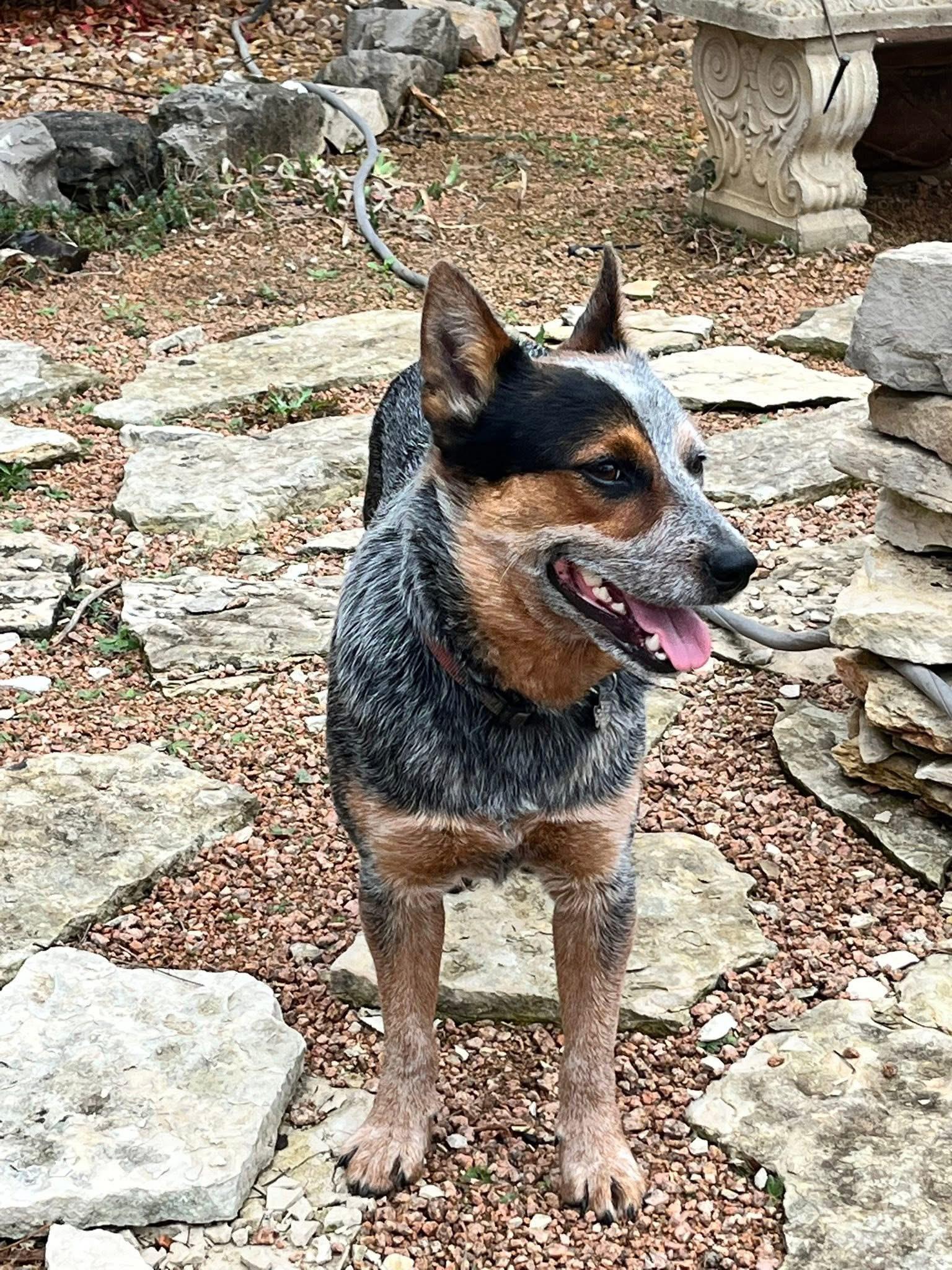 Enlarge Stuart, a Adoptable Australian Cattle Dog / Blue Heeler in Kerrville, TX image 1/6