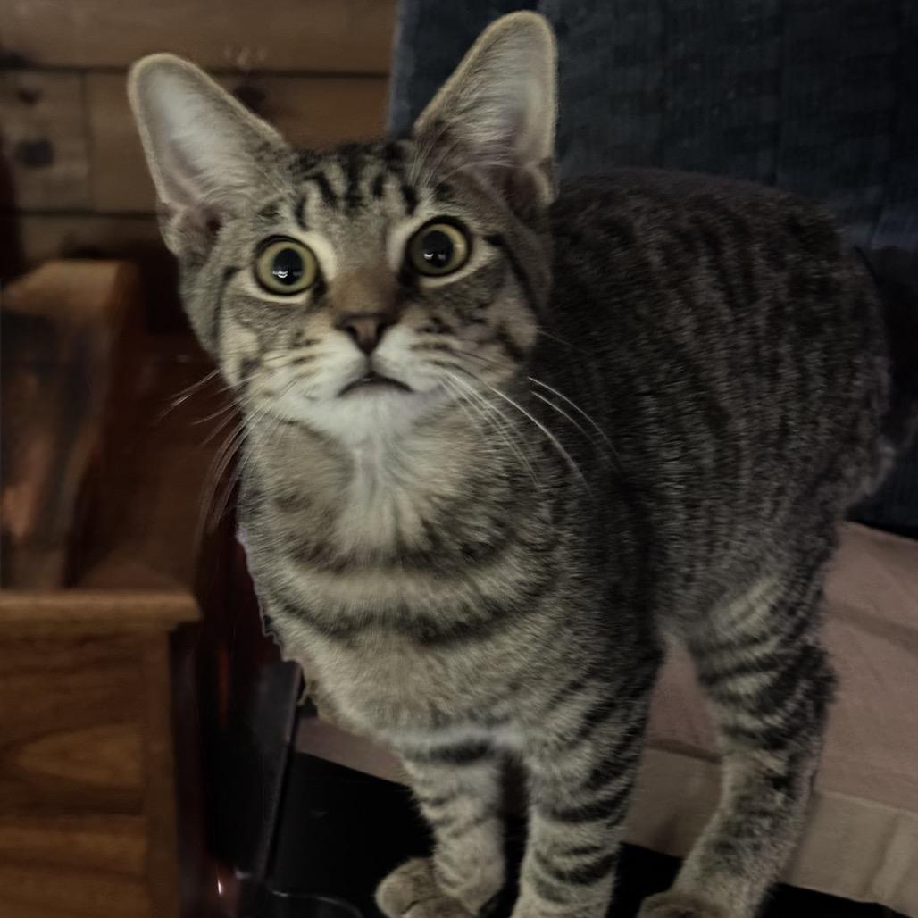 Enlarge Happy McCreary, a Adoptable Domestic Short Hair in Ashland, VA image 1/1