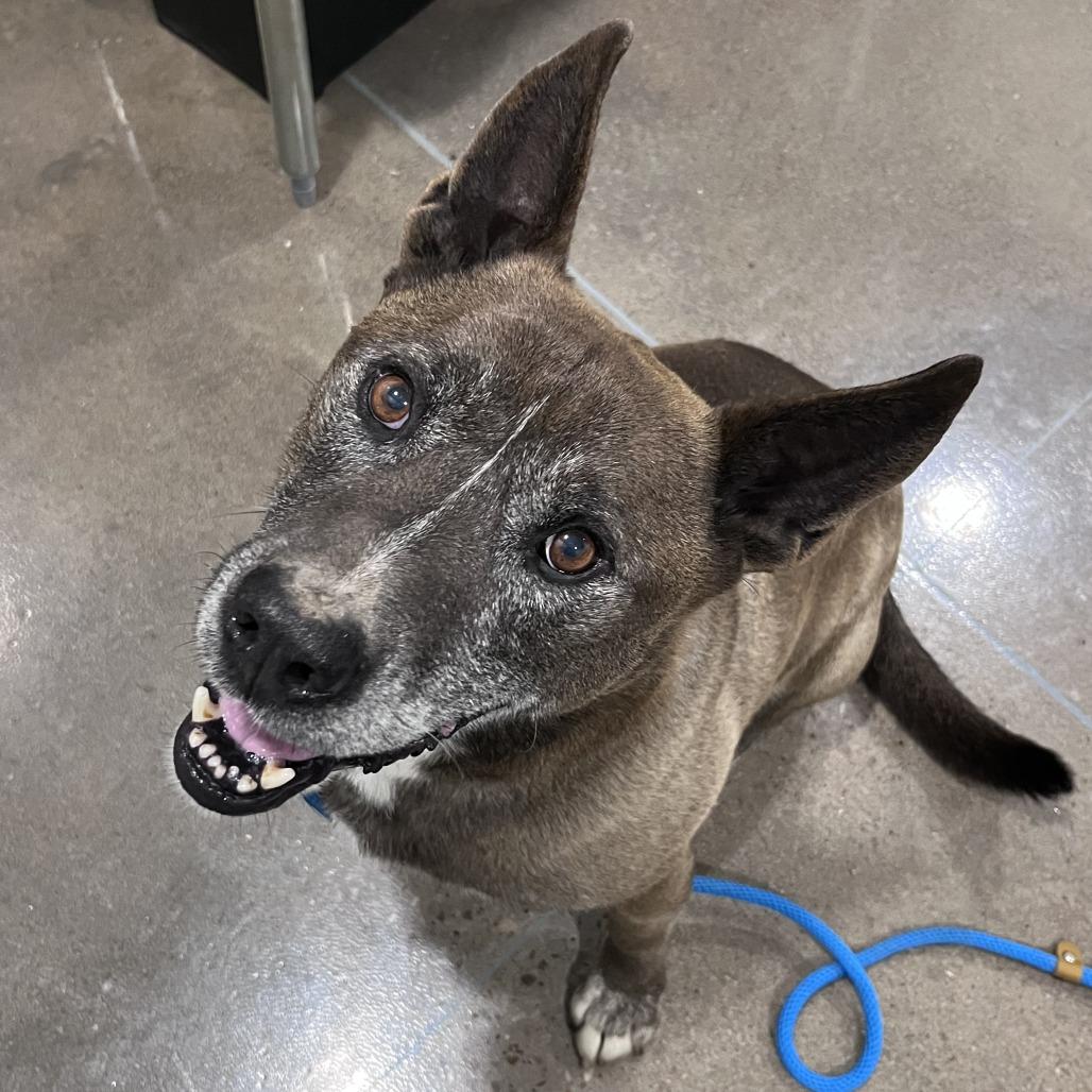 Enlarge Emmett, a Adoptable mixed breed in Washburn, MO image 1/2