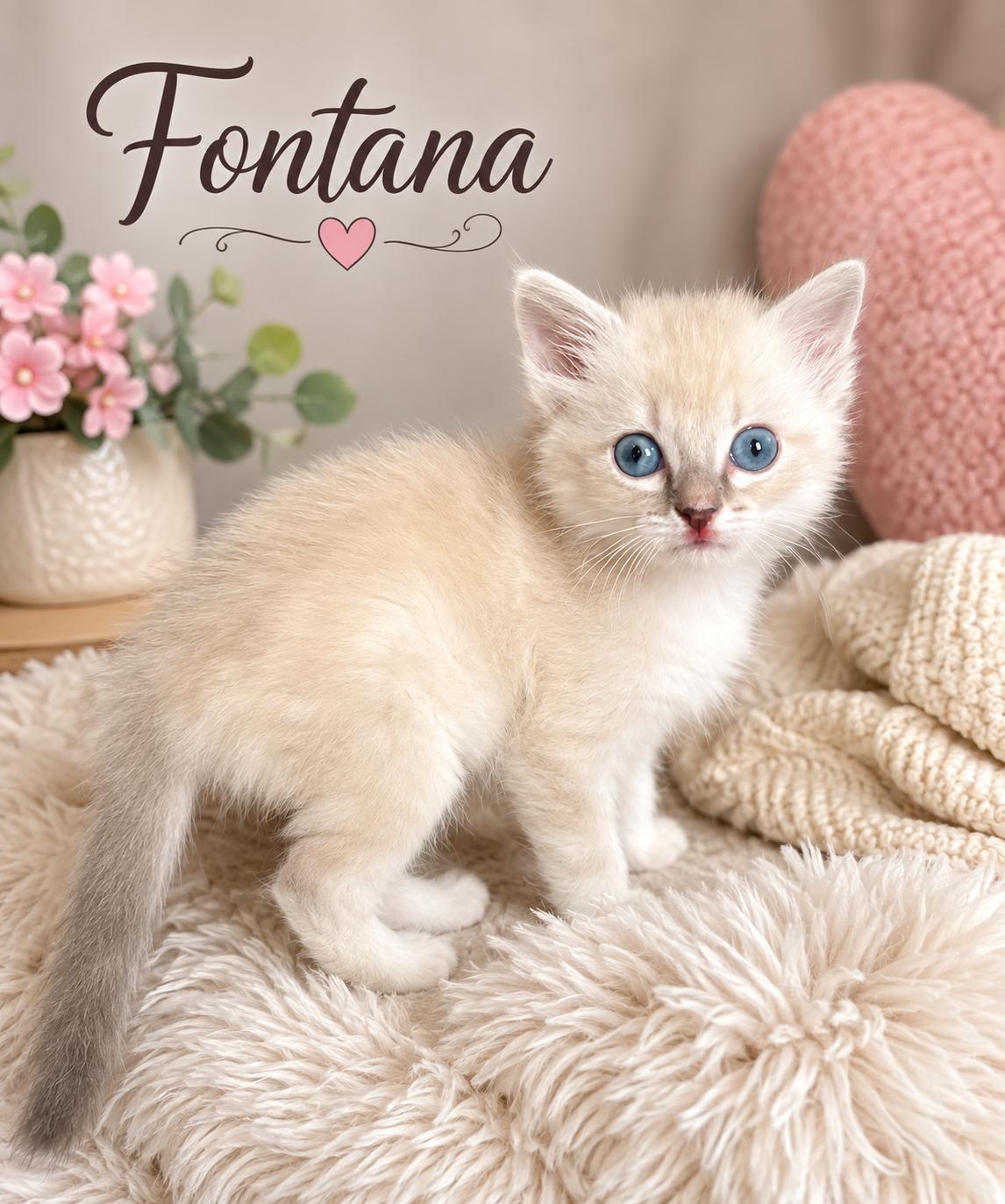 Fontana, Adopted, Kitten Female Siamese & Himalayan.