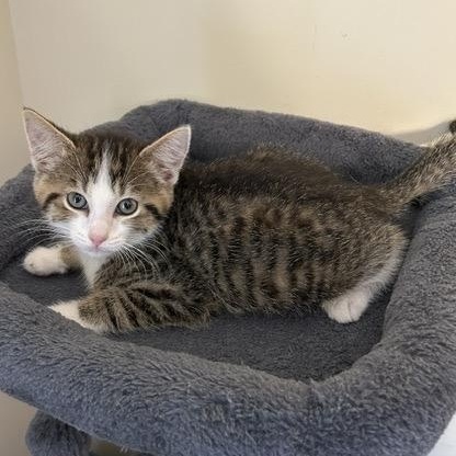 PANCAKE, an adopted mixed breed in Wilmington, OH image 2/2