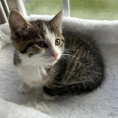 PANCAKE, adopted, Kitten Female Domestic Short Hair & Domestic Medium Hair.
