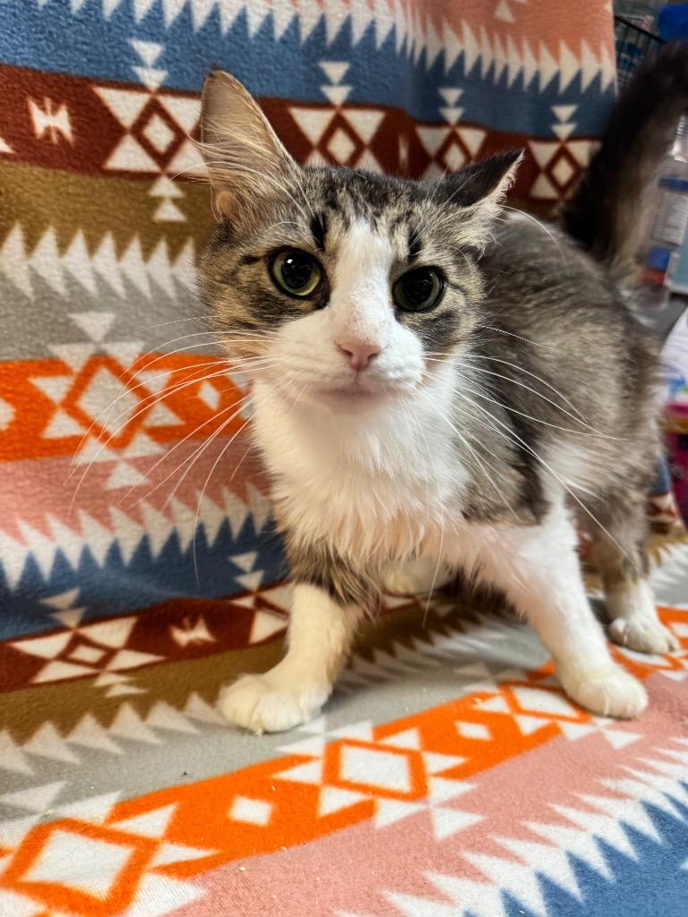 Enchilada, a Adopted mixed breed in Shelbyville, TN image 1/2