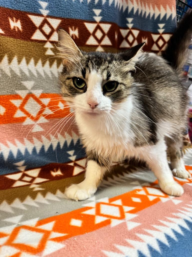 Enchilada, a Adopted mixed breed in Shelbyville, TN image 2/2