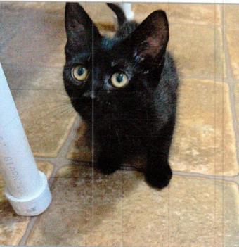 Enlarge Francesca, a Adoptable mixed breed in Lincoln, CA image 1/1