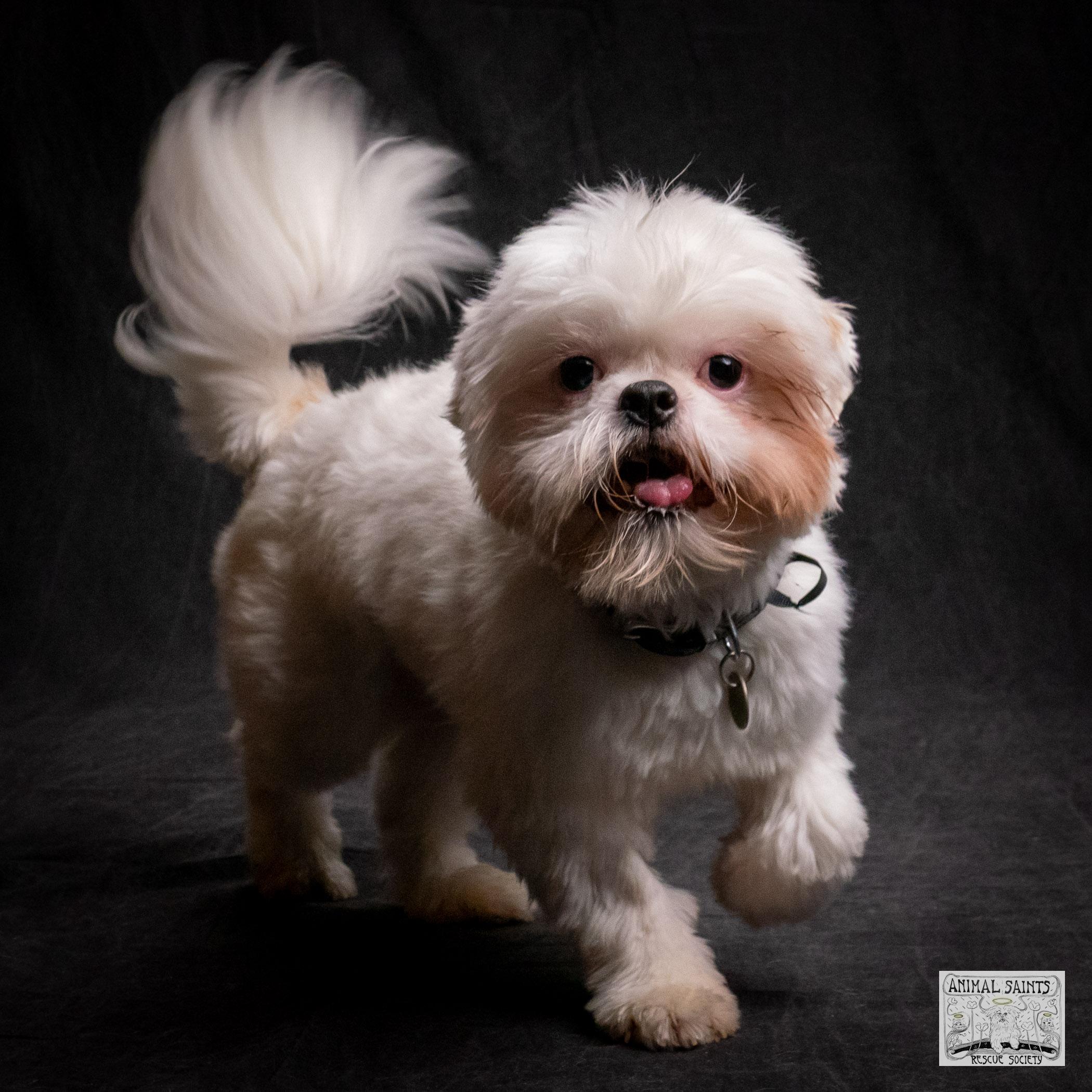 Jasper, Adoptable, Young Male Shih Tzu.