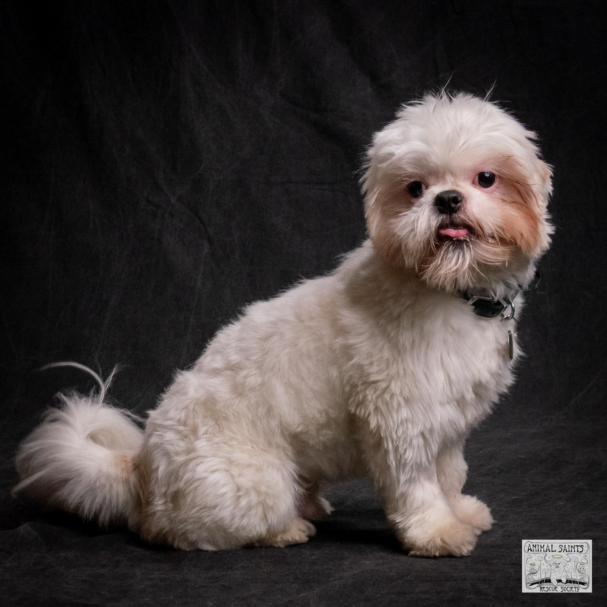 Enlarge Jasper, a Adoptable mixed breed in Fort Montgomery, NY image 4/6