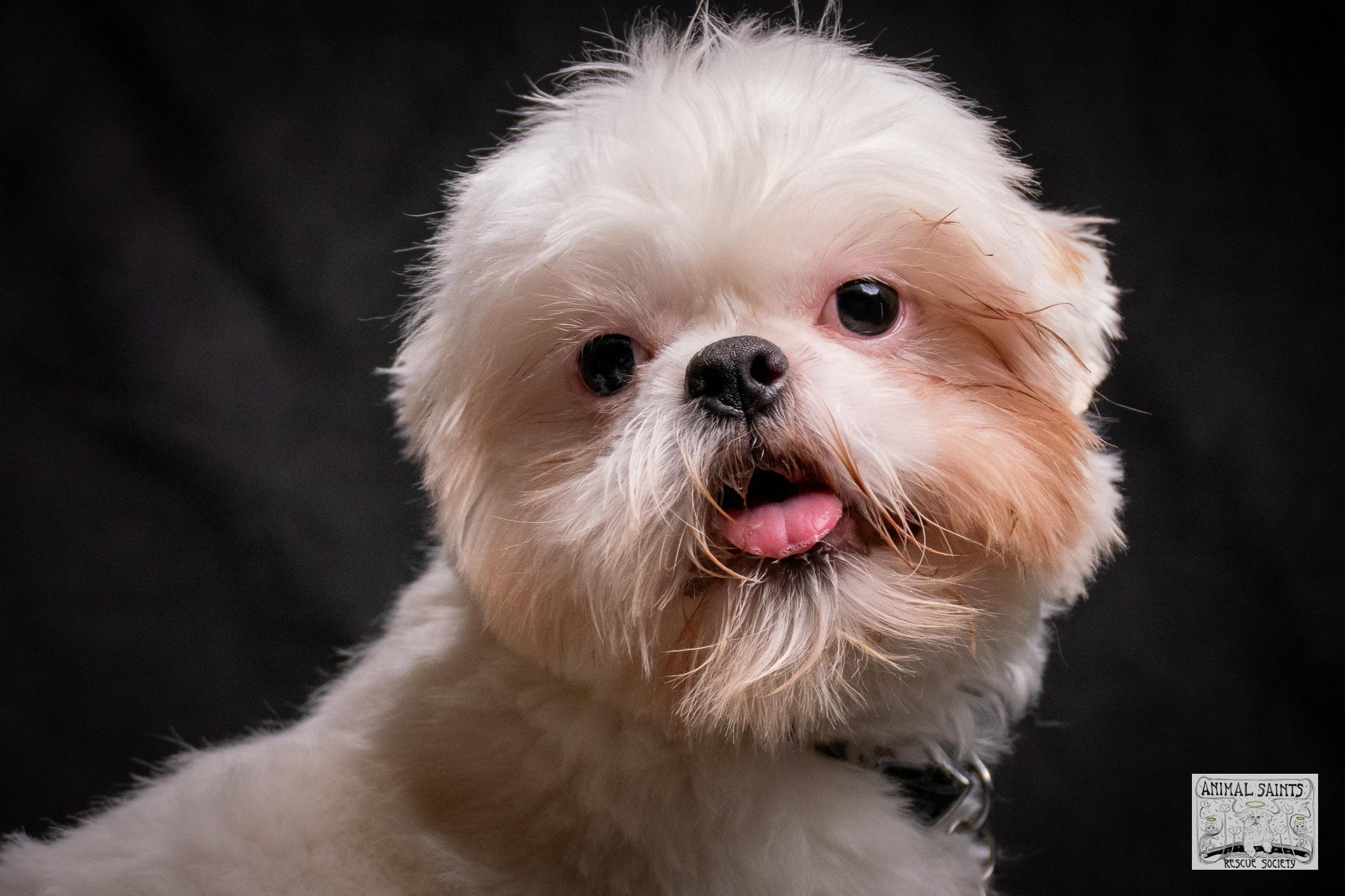 Enlarge Jasper, a Adoptable mixed breed in Fort Montgomery, NY image 5/6