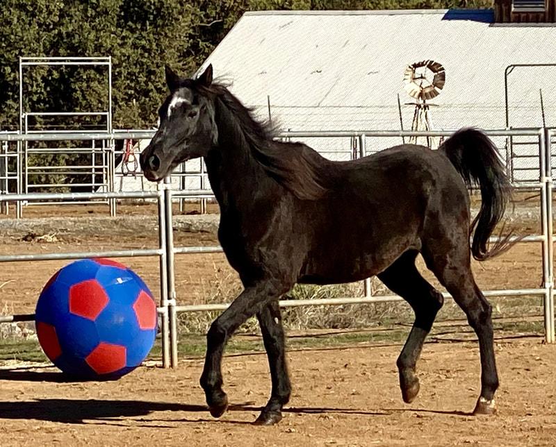 Maia - Non-Riding Companion, Adoptable, Senior Female Arabian.