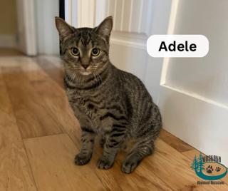Adele!, Adoptable, Young Female Domestic Short Hair.