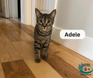 Adele!, a Adoptable Domestic Short Hair in Huntsville, ON image 2/2
