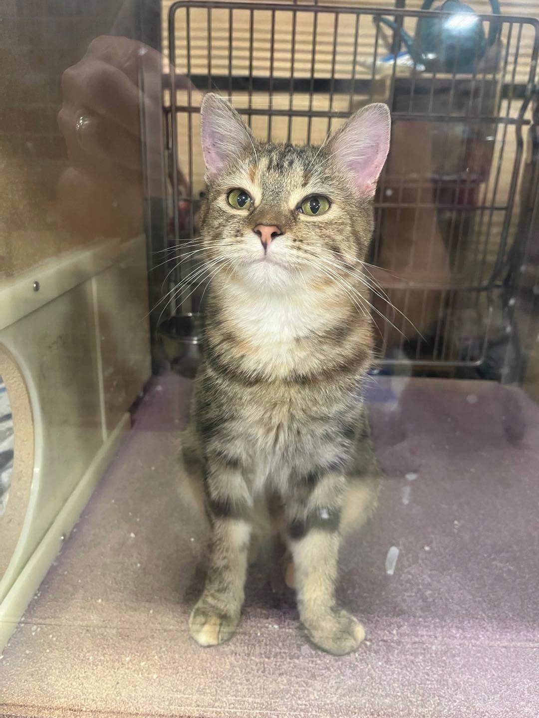 Express, Adoptable, Adult Female Torbie.