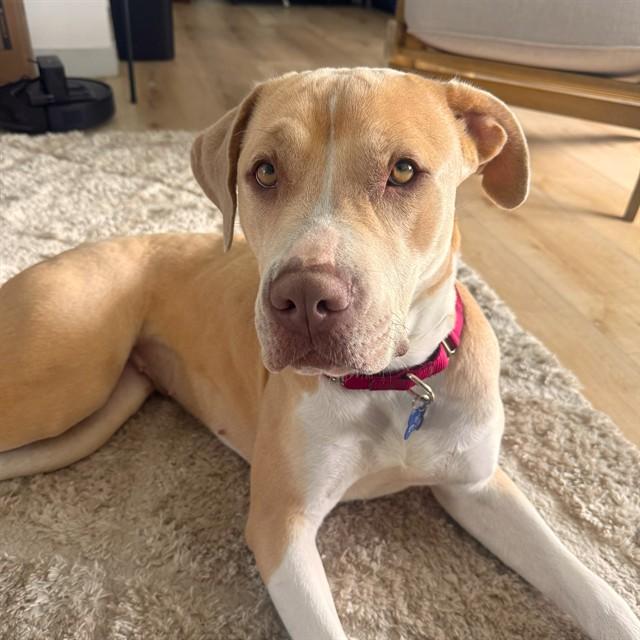 Enlarge SUNSHINE, a Adoptable Pit Bull Terrier in Long Beach, CA image 1/1