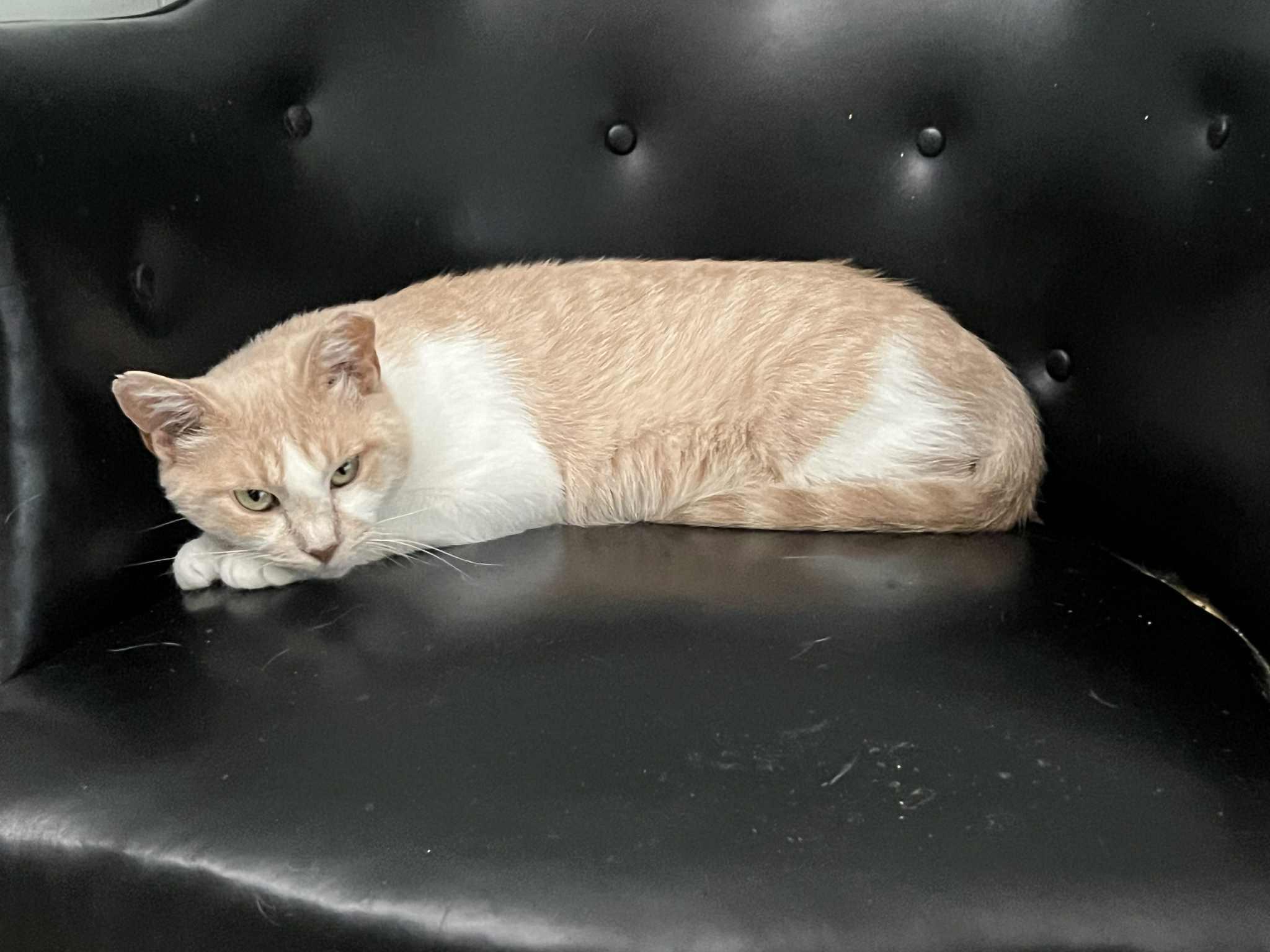 Journey (Millington, TN), Adoptable, Adult Female Domestic Short Hair.