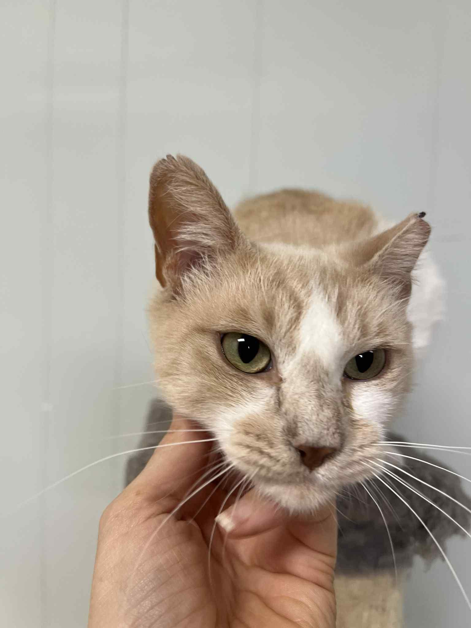 Enlarge Journey (Millington, TN), a Adoptable Domestic Short Hair in Millington, TN image 2/2