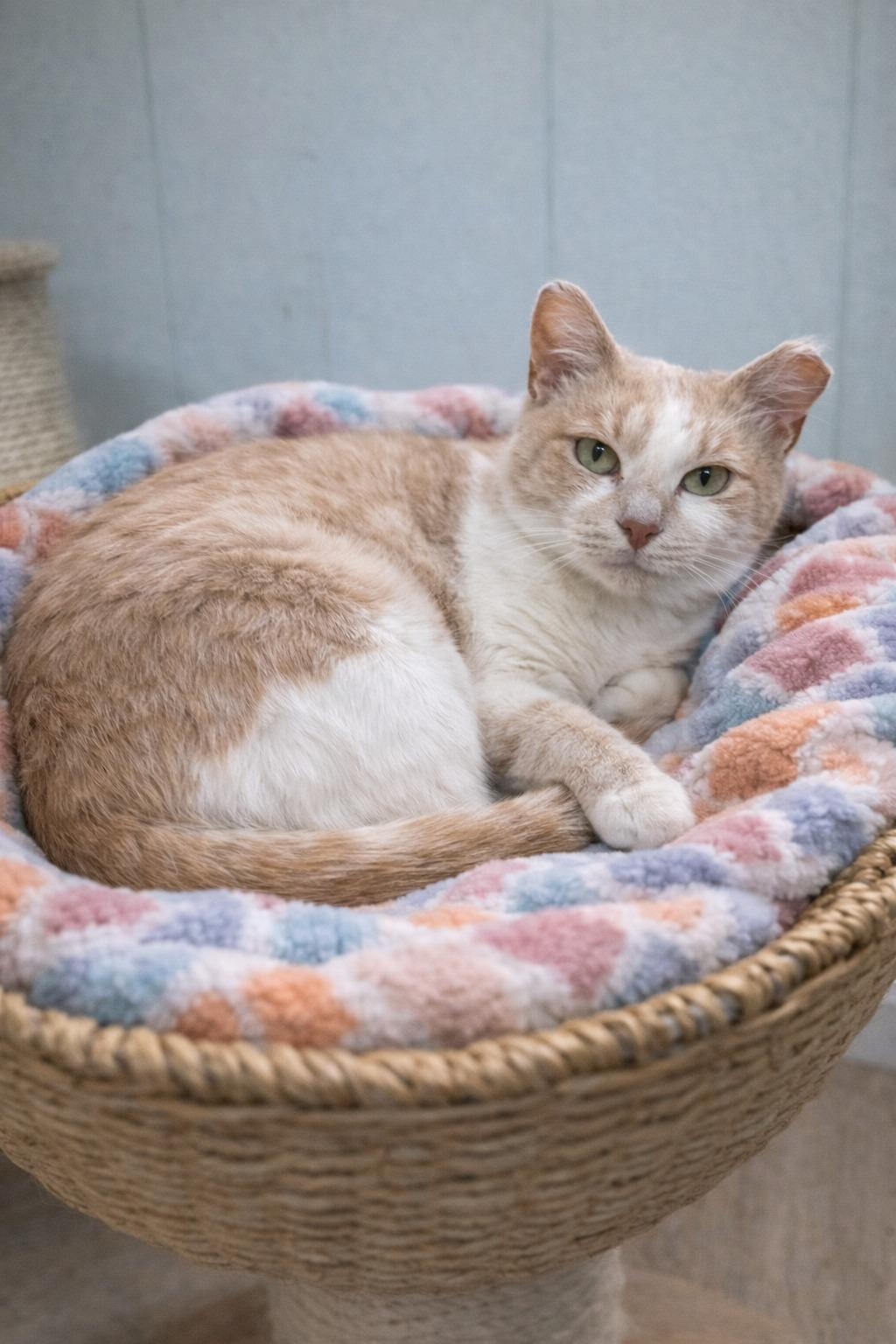 Journey (Millington, TN), Adoptable, Adult Female Domestic Short Hair.