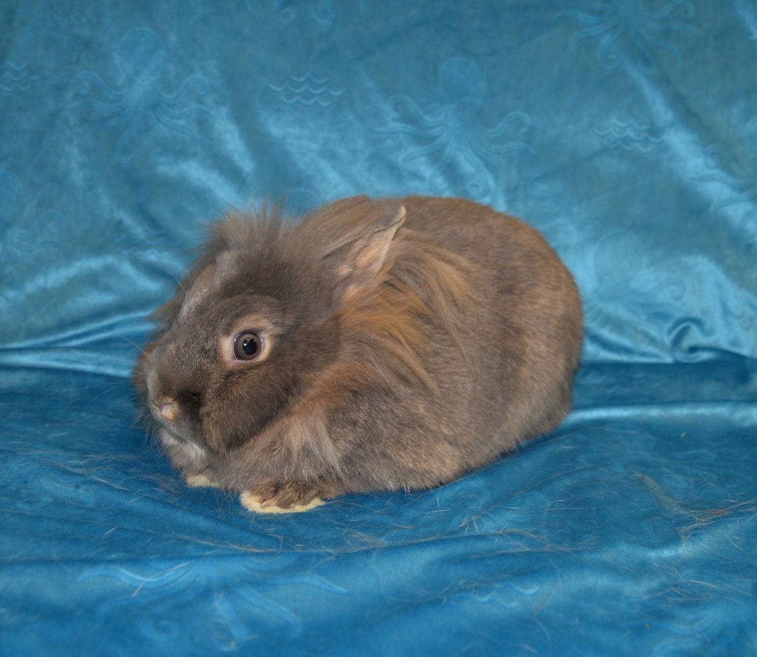 Fiver and Frisco, Adoptable, Young Male Lionhead.
