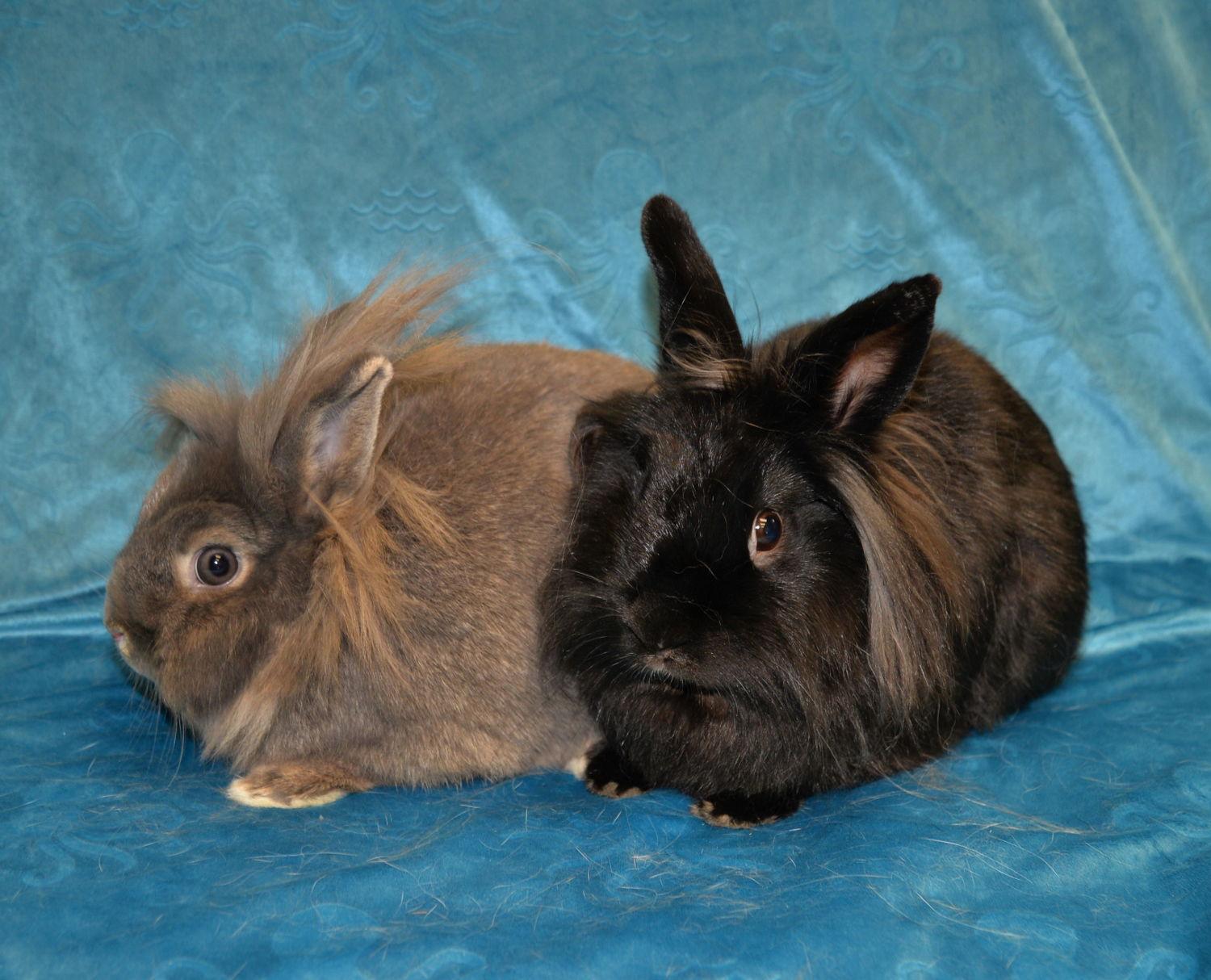 Enlarge Fiver and Frisco, a Adoptable Lionhead in Chesterfield, MO image 2/3