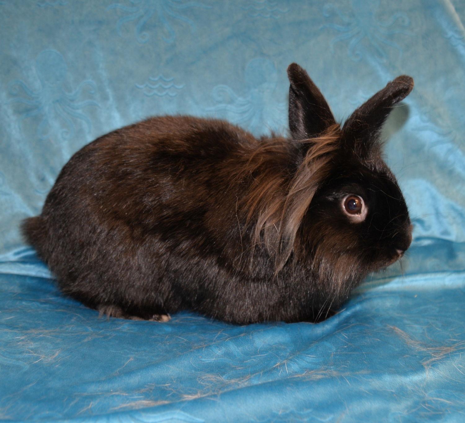 Enlarge Fiver and Frisco, a Adoptable Lionhead in Chesterfield, MO image 3/3
