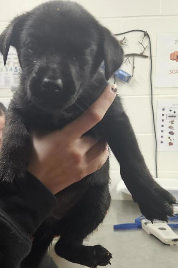 Enlarge Conner 45875, a Adoptable mixed breed in Pocatello, ID image 1/1