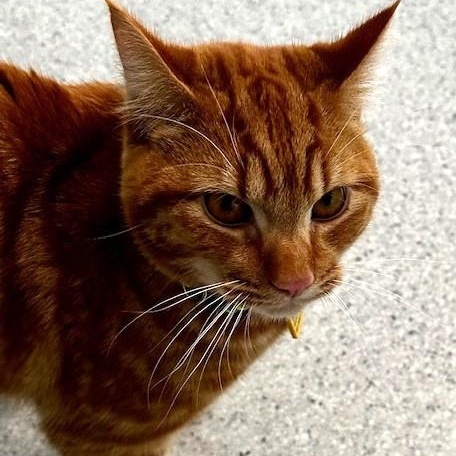 Mango - Big & Handsome, adopted, Adult Male Tabby.