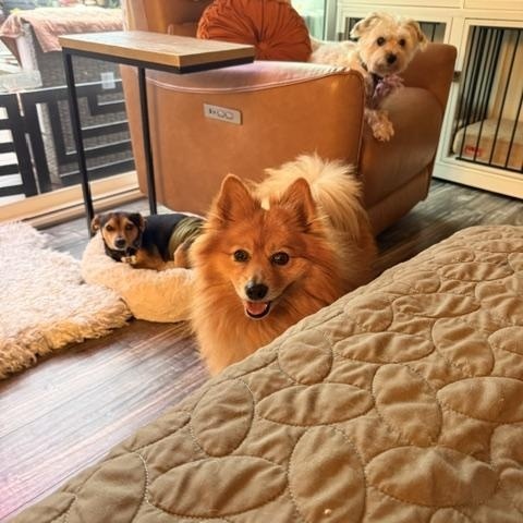 Enlarge Nate Dogg, a ADOPTABLE Pomeranian in Morro Bay, CA image 2/6