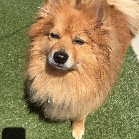 Nate Dogg, ADOPTABLE, Adult Male Pomeranian.