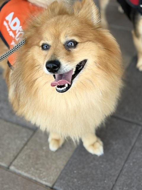 Enlarge Nate Dogg, a ADOPTABLE Pomeranian in Morro Bay, CA image 6/6