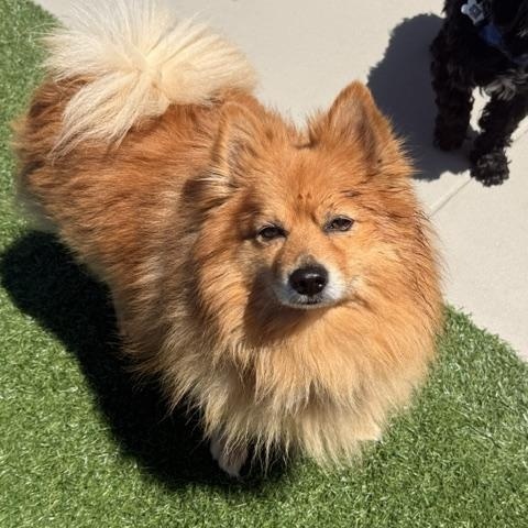Enlarge Nate Dogg, a ADOPTABLE Pomeranian in Morro Bay, CA image 3/6