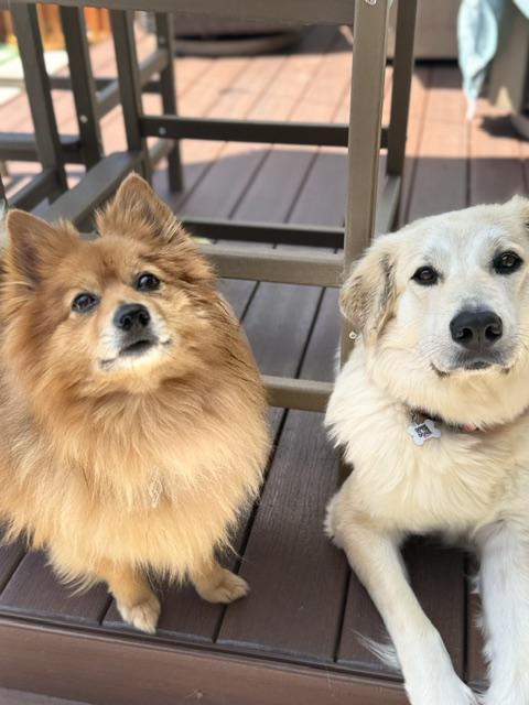 Enlarge Nate Dogg, a ADOPTABLE Pomeranian in Morro Bay, CA image 4/6
