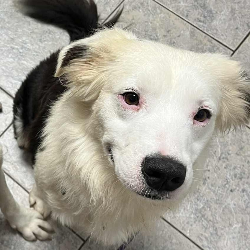 Enlarge Jasper, an adoptable Australian Shepherd in Kaplan, LA image 1/1