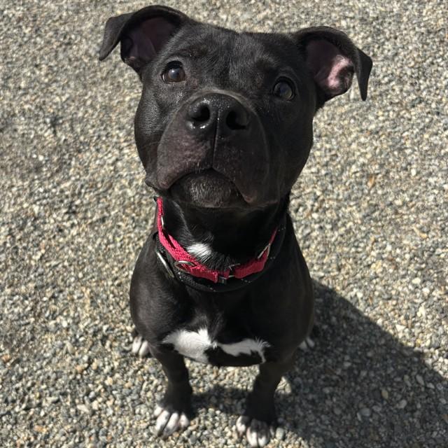 EMORY, Adoptable, Young Female Pit Bull Terrier & Mixed Breed.