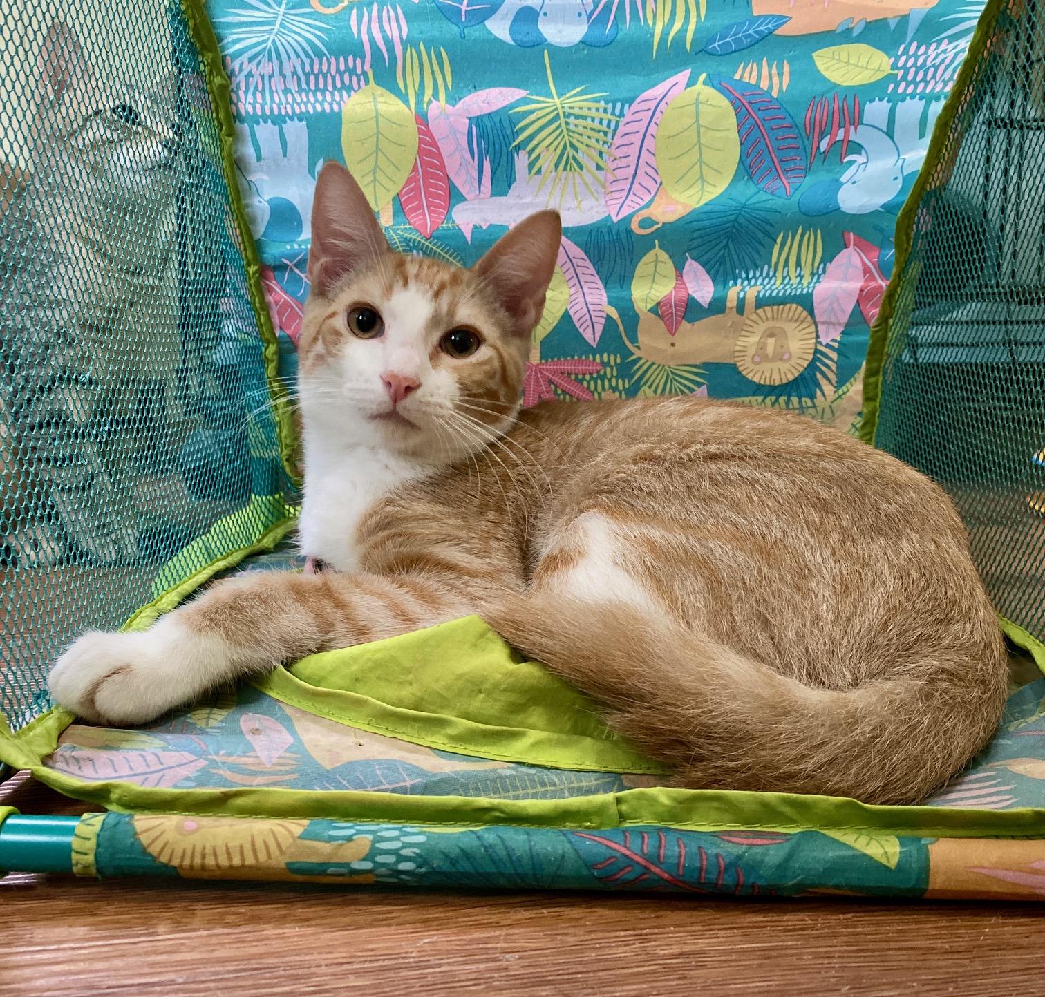 Enlarge Morris, a Adoptable Domestic Short Hair in Jasper, GA image 2/3