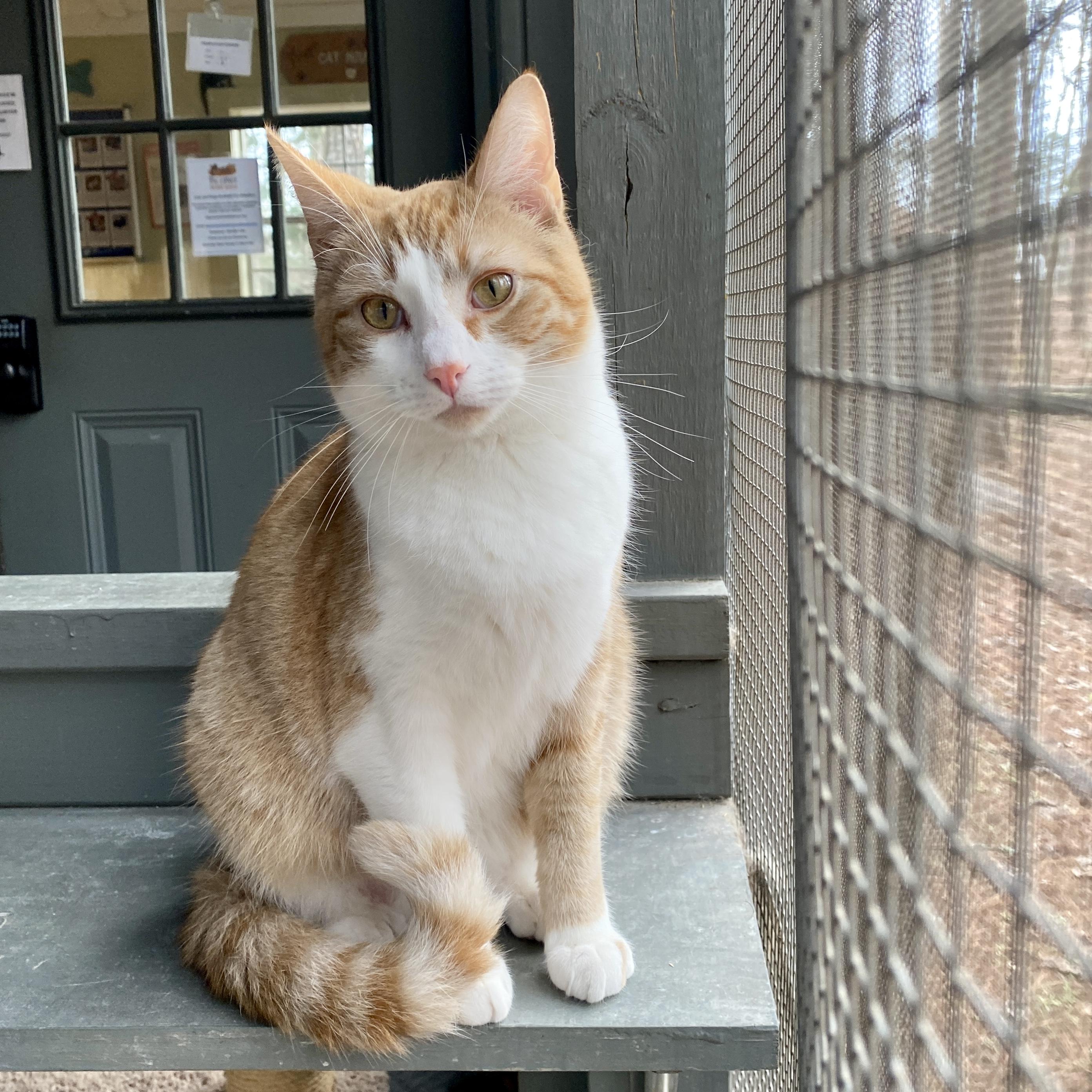 Enlarge Morris, a Adoptable Domestic Short Hair in Jasper, GA image 1/4