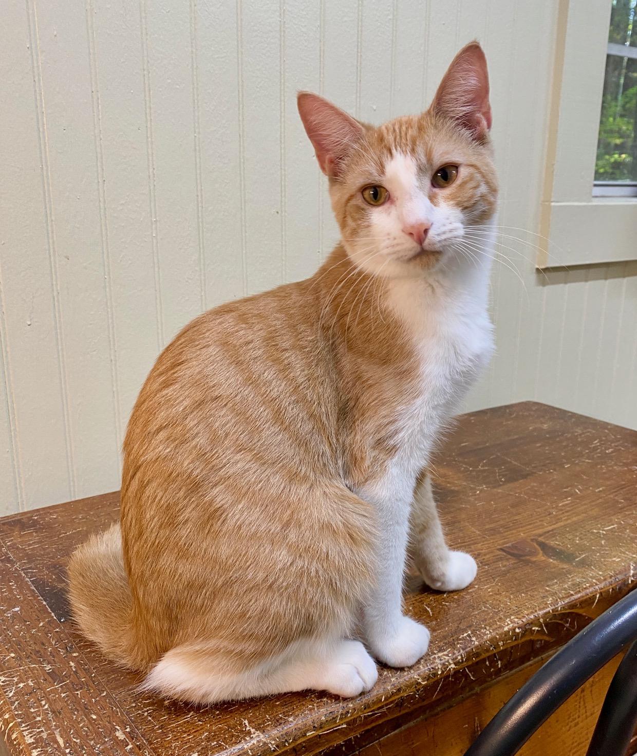 Enlarge Morris, a Adoptable Domestic Short Hair in Jasper, GA image 1/3