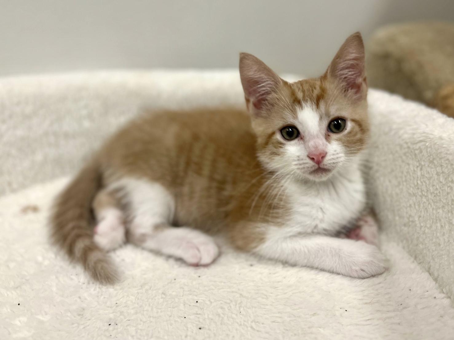 Enlarge Morris, a Adoptable Domestic Short Hair in Jasper, GA image 3/3