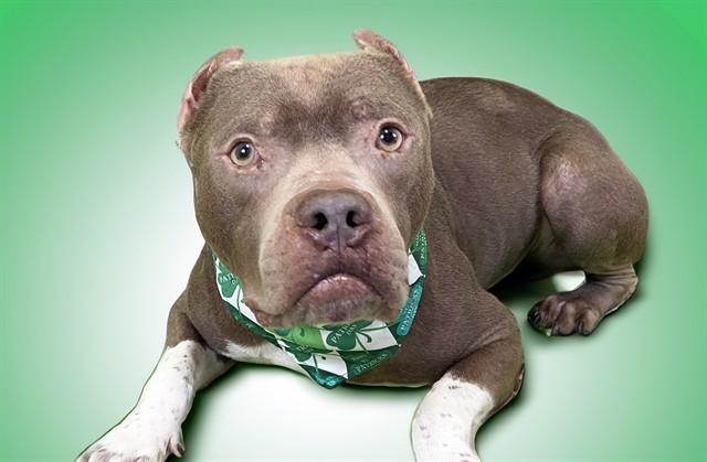Enlarge GEORGIE, a Adoptable American Staffordshire Terrier in Fort Lauderdale, FL image 1/1