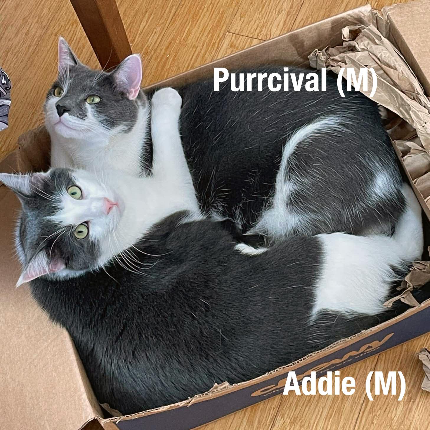 Enlarge Purrcival and Addie, Bonded Brothers, an adoptable Domestic Short Hair in Fair Haven, VT image 1/6