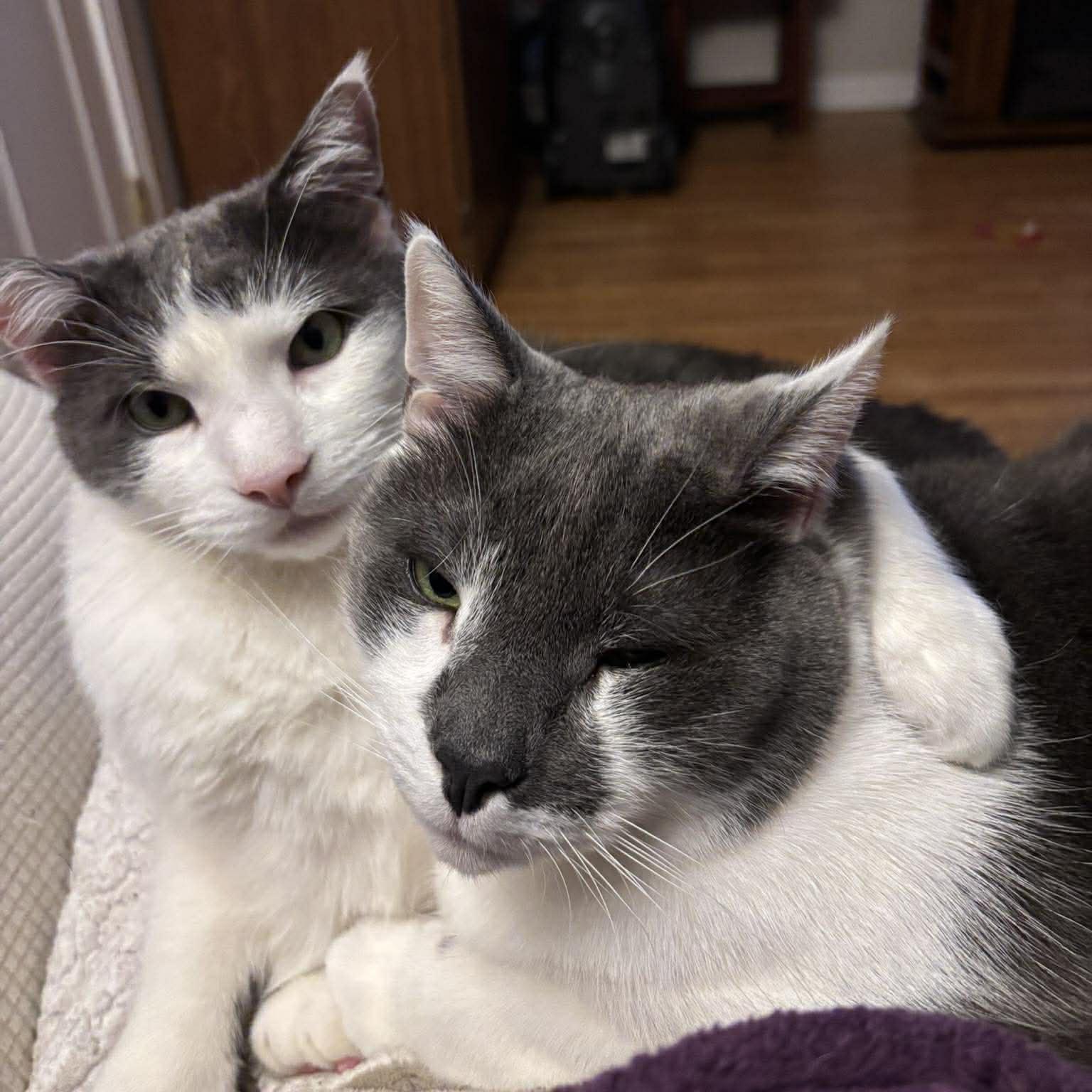 Purrcival and Addie, Bonded Brothers — thumbnail 3
