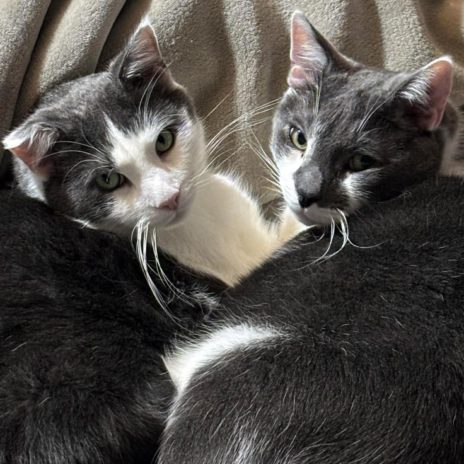 Enlarge Purrcival and Addie, Bonded Brothers, an adoptable Domestic Short Hair in Fair Haven, VT image 4/6