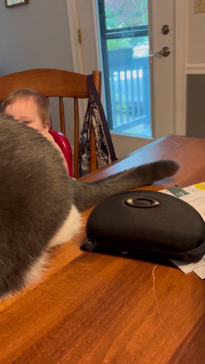 Enlarge Purrcival and Addie, Bonded Brothers, an adoptable Domestic Short Hair in Fair Haven, VT video 6/6