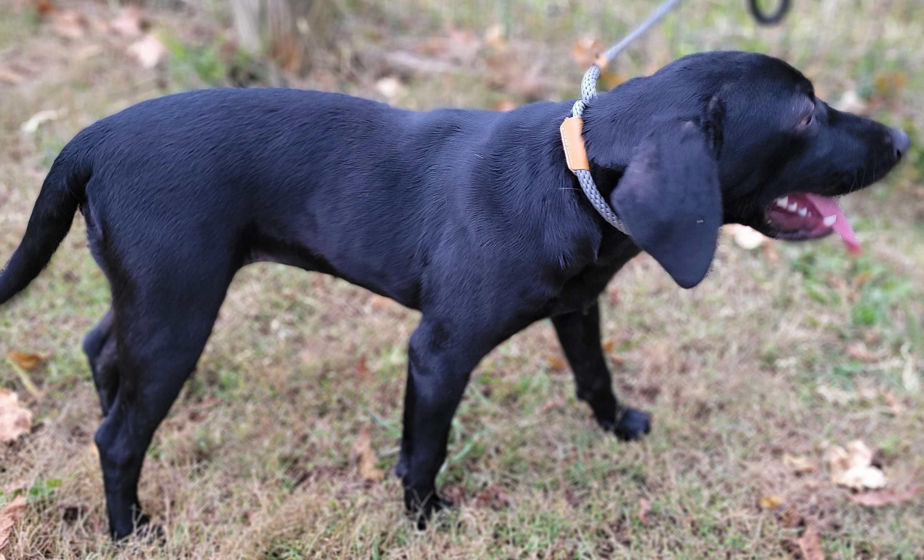 Enlarge Ciri, a Adoptable mixed breed in Killingworth, CT image 2/4