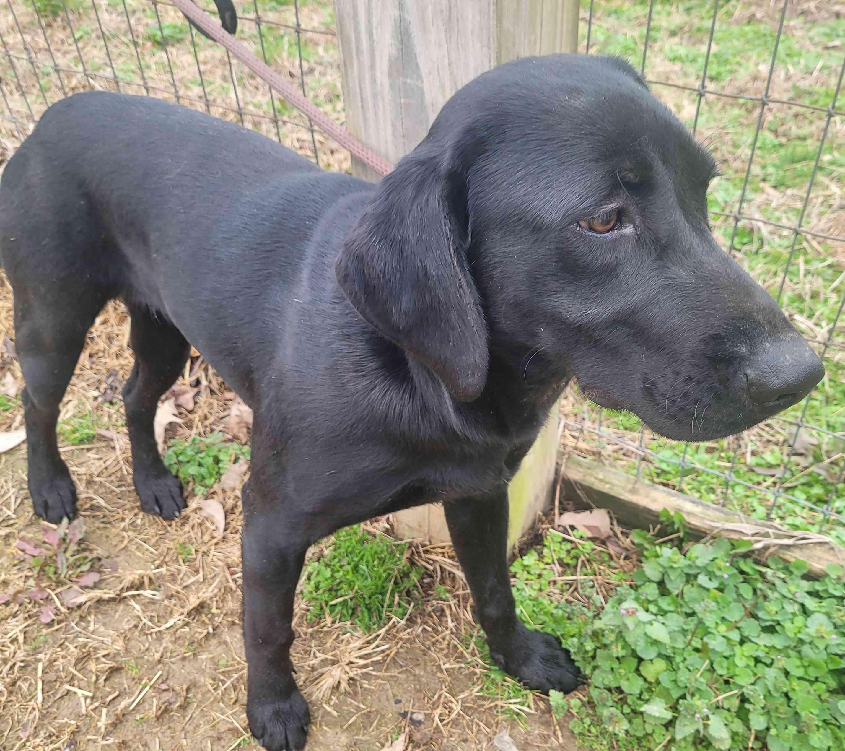 Ciri — thumbnail 4