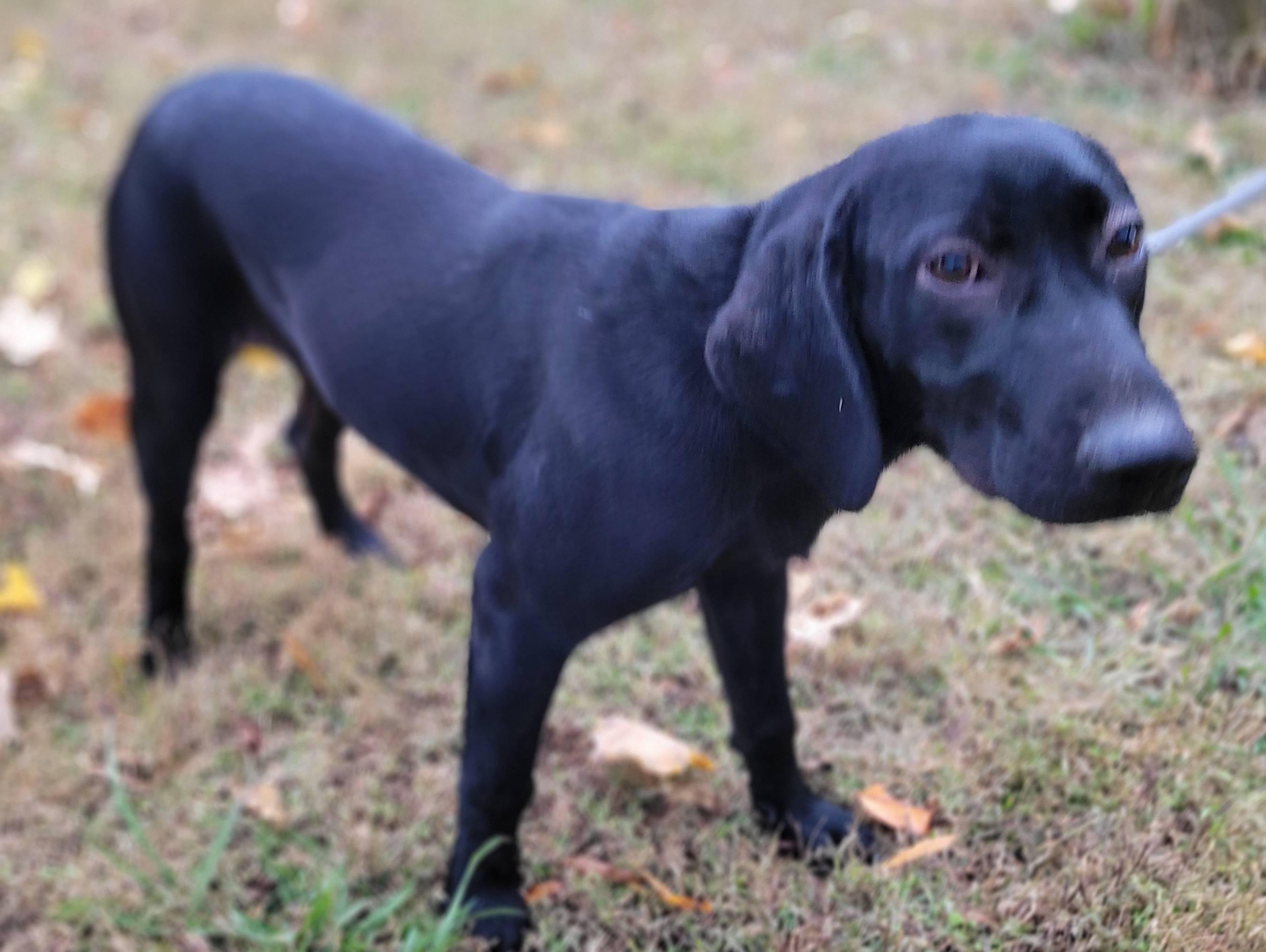 Enlarge Ciri, a Adoptable mixed breed in Killingworth, CT image 3/4