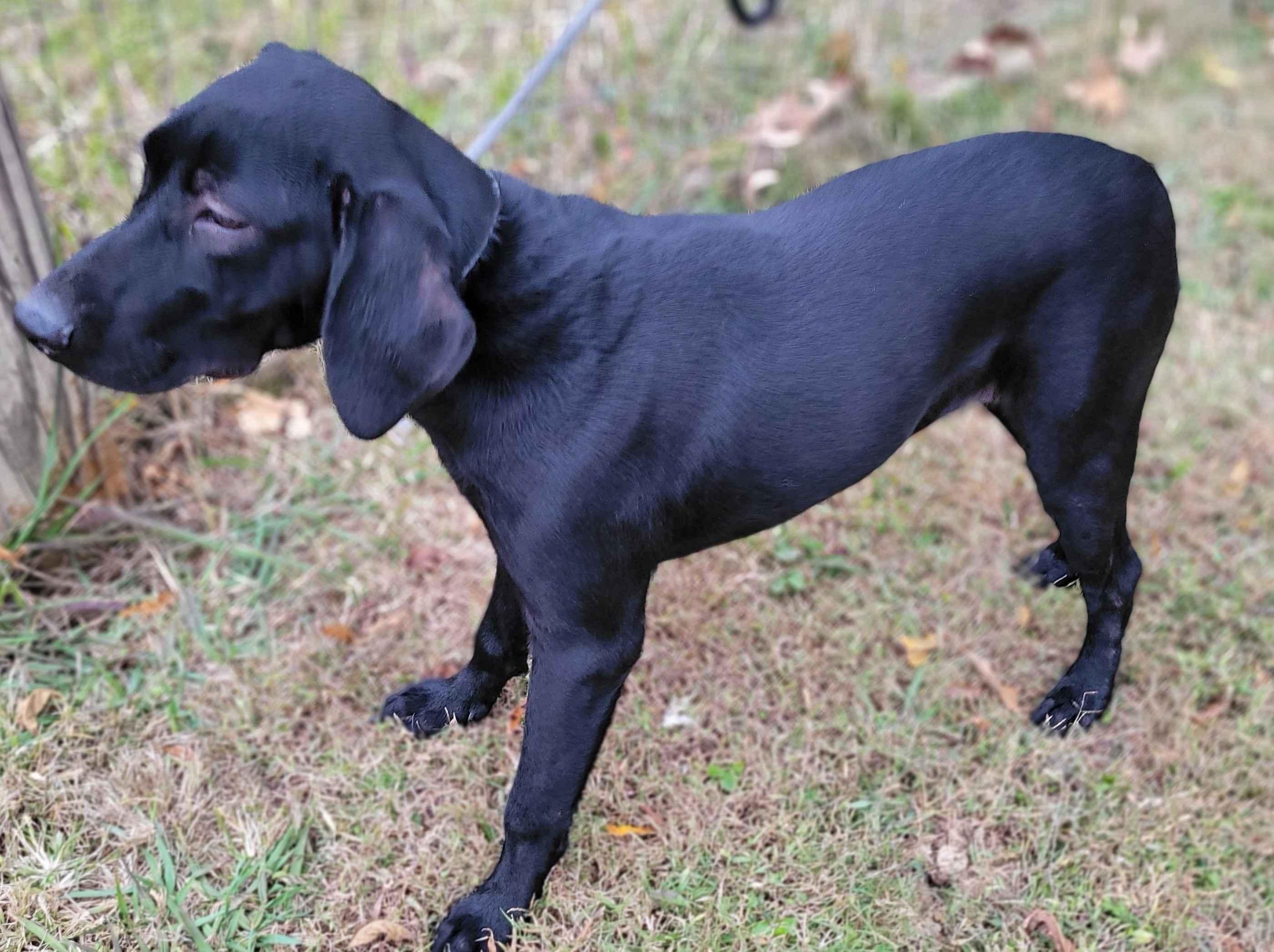 Ciri, Adoptable, Puppy Female Black Labrador Retriever.